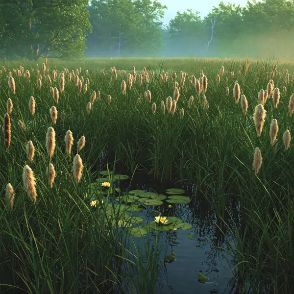 Canna da Palude